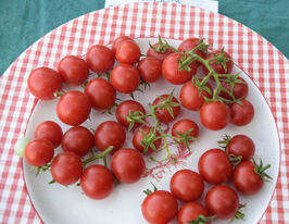 Томат Красная ягода Ивы (Iva's Red Berry) купить