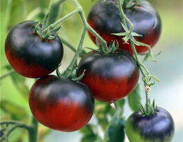 Томат Синій Смугастий (Blue Striped)купити