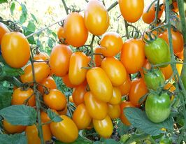 Томат к. Мавка купити