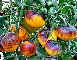 Томат Пурпур Ріц (Purpura Rits)купити