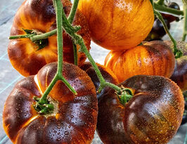 Томат Пурпур Риц (Purpura Rits) купить