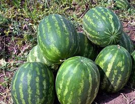 Кавун Грін Джар F1купити