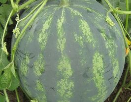 Кавун Бонта F1купити