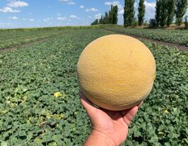 Диня Курела F1купити