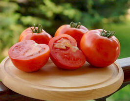 Томат Таня F1 купить