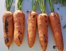 Морква Лес Саінтес F1купити