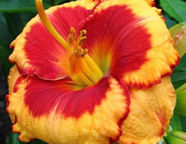 Лілейник Енді Кенді (Andy Candy)купити