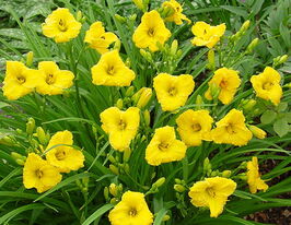 Лілейник Бакабана (Bakabana)купити