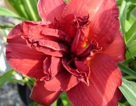 Лілейник Дабл Фаєркрекер (Double Firecracker)купити