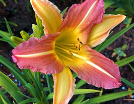 Лілейник Еврідей Лілі Пінк Крем (EveryDaylily Pink Cream)купити