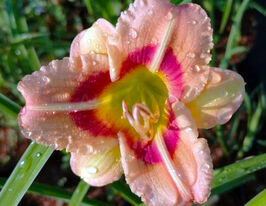 Лілейник Лондон Ай (London Eye)купити