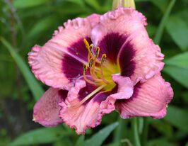 Лілейник Макбет (Macbeth)купити