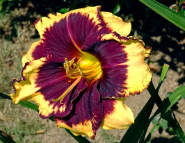 Лілейник Тайгер Блад (Tiger Blood)купити