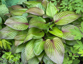 Хоста Фірст Блаш (First Blush)купити