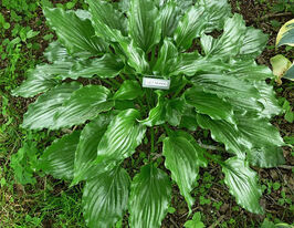 Хоста Гет Неккід (Get Nekkid)купити