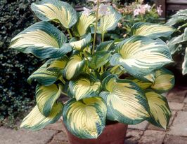 Хоста Грейт Експектейшнс (Great Expectations)купити