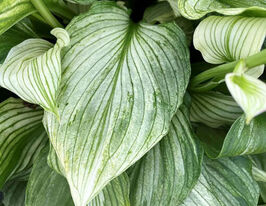 Хоста Зебра Страйпс (Zebra Stripes)купити