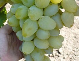 Виноград зеленый Монарх купить