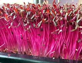 Насіння Амаранту для мікрозеленікупити