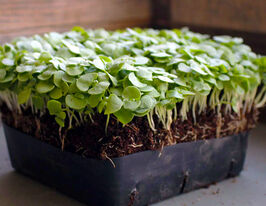 Насіння Базиліку зеленого для мікрозеленікупити