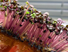 Насіння Базиліку фіолетового для мікрозеленікупити