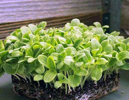 Семена Бораго для микрозелени купить