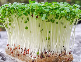 Насіння Гірчиці для мікрозеленікупити