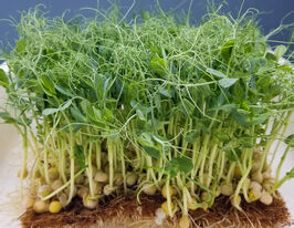 Семена Гороха для микрозелени купить