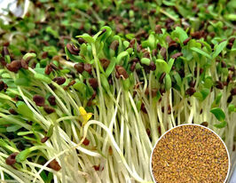 Семена Гречки для микрозелени купить
