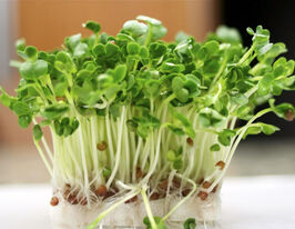 Насіння Дайкону для мікрозеленікупити