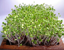 Насіння Камацуни для мікрозеленікупити