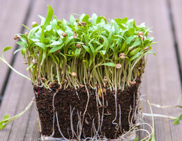 Насіння Коріандру для мікрозеленікупити