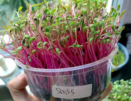 Насіння Мангольду для мікрозеленікупити