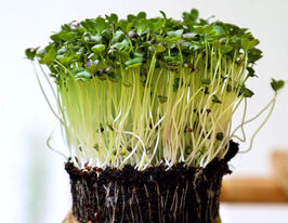 Насіння Мізуни для мікрозеленікупити