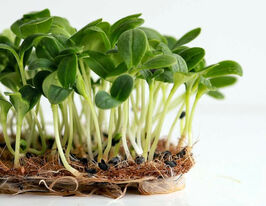 Насіння Огірка для мікрозеленікупити