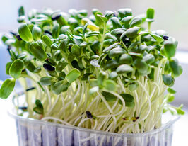 Насіння Пак-чой для мікрозеленікупити