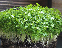 Насіння Петрушки для мікрозеленікупити