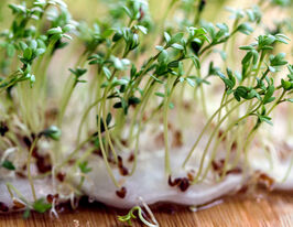 Насіння Руколи для мікрозеленікупити