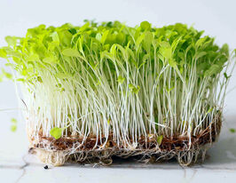 Насіння Салату для мікрозеленікупити