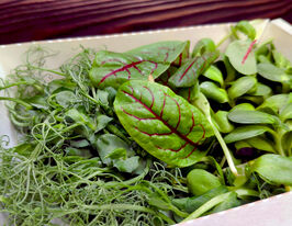 Насіння Суміші овочів для мікрозеленікупити