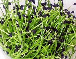 Насіння Цибулі для мікрозеленікупити