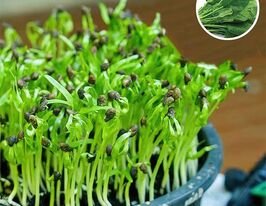 Насіння Шпинату для мікрозеленікупити