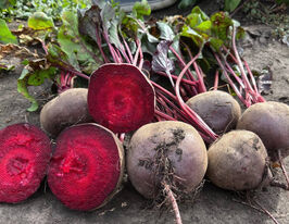 Буряк столовий Азума F1купити