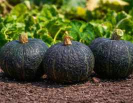 Гарбуз Люсінда F1купити