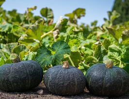 Тыква Люсинда F1 купить