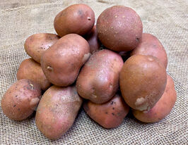 Картофель Велес купить