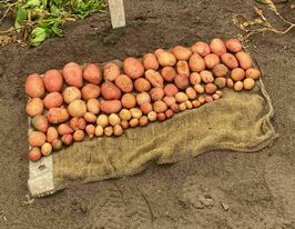 Картопля Велескупити