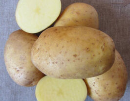 Картопля Тайфункупити