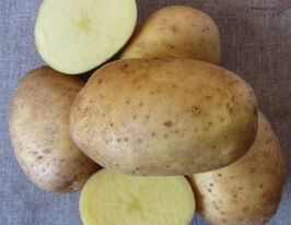 Картофель Тайфун купить