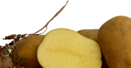 Картопля Стокроткакупити